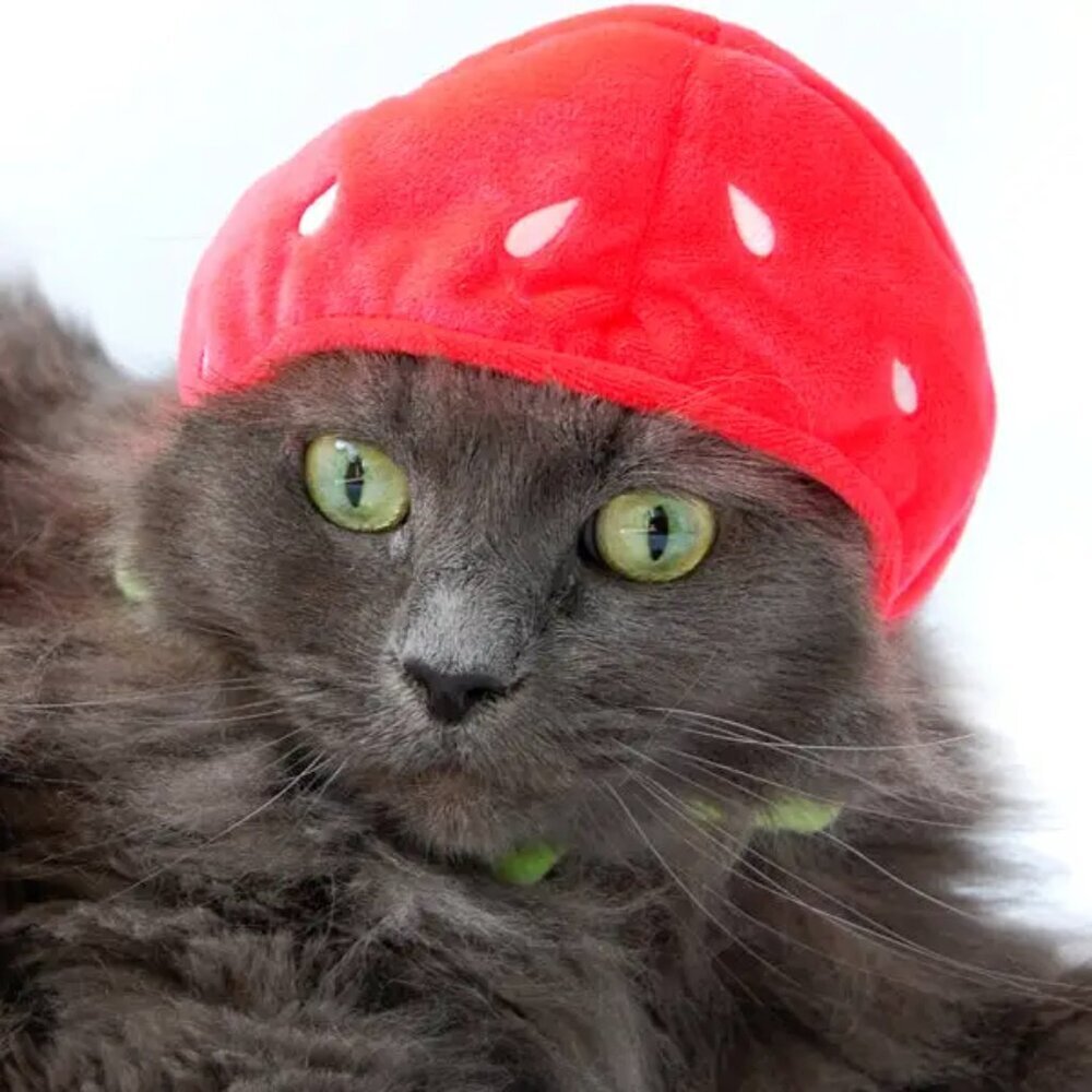 Angry Cat Plush - Fuzzy Black Void - with Red Panda Hat that Fits Real Cats! - Picture 9 of 13